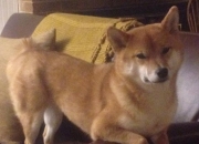 开云体育登录-弗拉霍维奇爆发点燃欧战烽火，利物浦血拼瑞士军刀捍卫荣耀